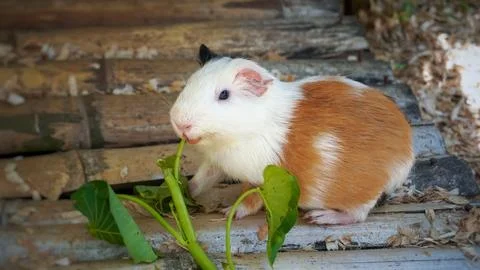 Munching Away: A Marmot Devouring Some Delicious Veggies Stock Photos