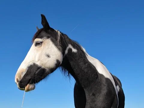 Munching Paint Stock Photos