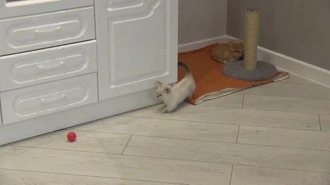 Munchkin cat 001 Stock Footage 147599147