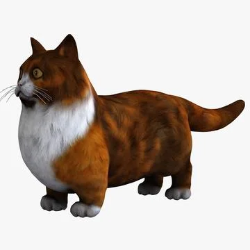 Munchkin Cat 3D Model