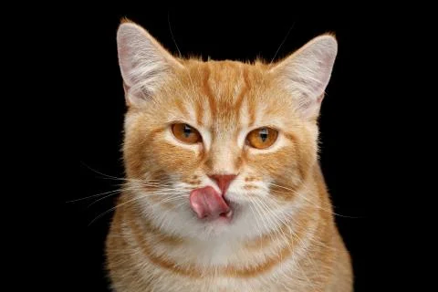 Munchkin Cat on Black background Foto stock