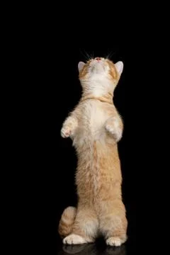 Munchkin Cat on Black background Stock Photos