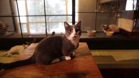 Munchkin cat Stock Footage 58796605