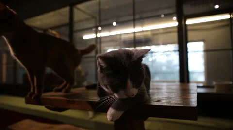 Munchkin cat Stock Footage 58796618