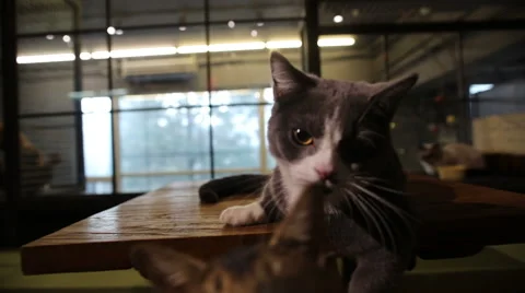 Munchkin cat Stock Footage 58796663