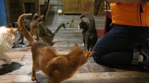 Munchkin cat Stock Footage 58796848