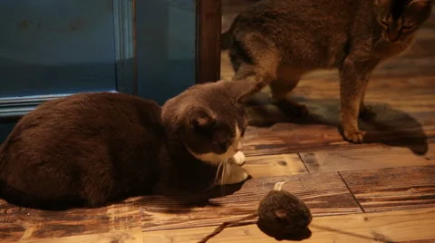 Munchkin cat Stock Footage 58796871