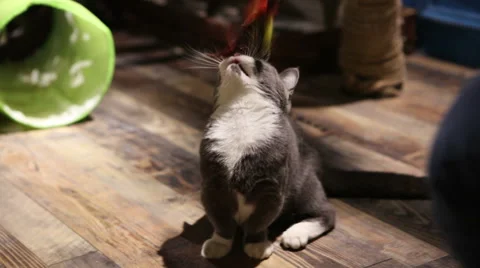 Munchkin cat Stock Footage 58796907