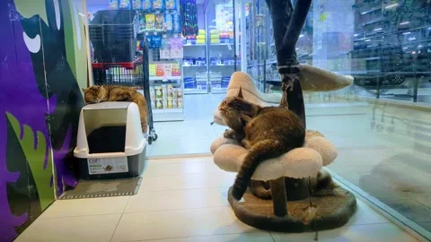Munchkin Cat Resting in Pet Store Display Stock Footage 327770714