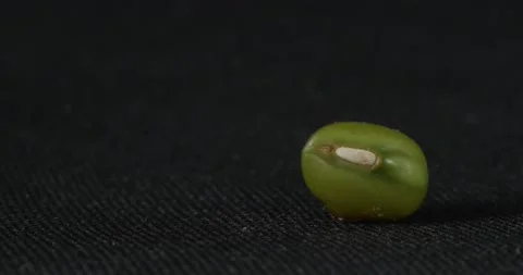 Mung bean close-up on a black background. Macro grains of green lentils. Macro Vídeo Stock 166494764