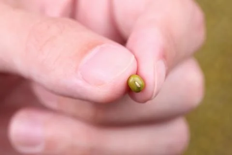 Mung bean in the fingers Stock Photos