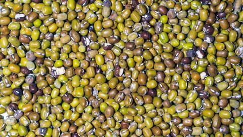 Mung bean seeds for sprouting Stock Photos