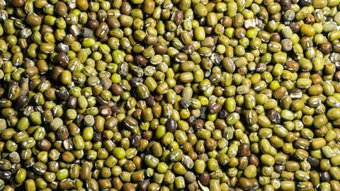 Mung bean seeds for sprouting Stock Photos