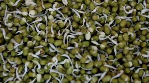 Mung bean sprouts Stock Footage 17410577