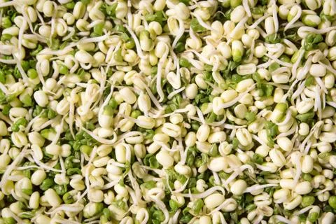 Mung bean sprouts 库存照片