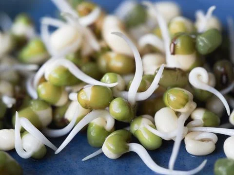 Mung bean sprouts Stock Photos