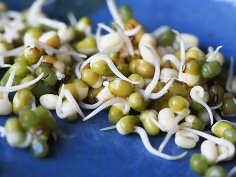 Mung bean sprouts Stock Photos