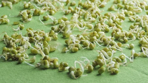 Mung bean sprouts poured into a cup Stock-Footage 123356589