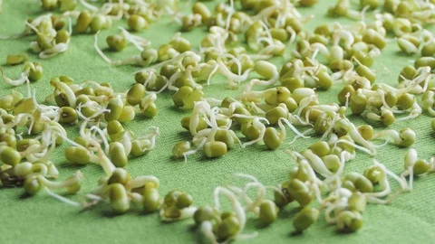 Mung bean sprouts seen up close Stock-Footage 123356039