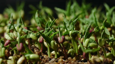 Mung beans close up sprouting time-lapse newborn bean in greenhouse agriculture Stock Footage 156266387