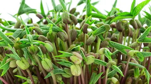 Mung beans close up sprouting timelapse Stock Footage 48880345