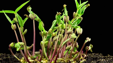 Mung Beans Germination on Black Background Stockbeeldmateriaal 86777564