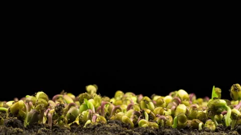 Mung Beans Germination on Black Background Stock-Footage 86809898