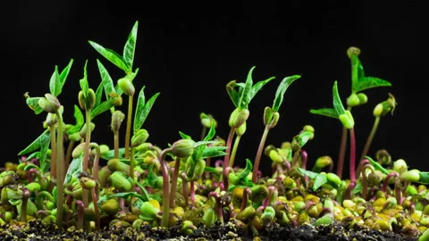 Mung Beans Germination on Black Background Видео 88113047