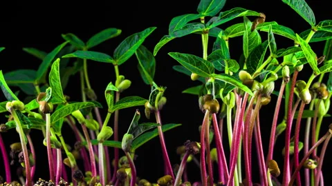 Mung Beans Germination on Black Background Stockbeeldmateriaal 88113050