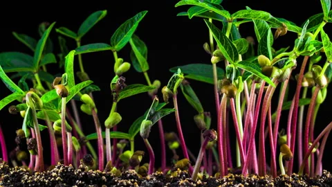 Mung Beans Germination on Black Background Vidéo 88479756