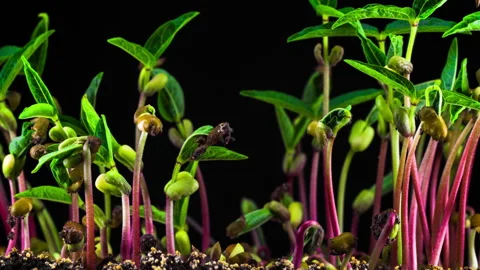 Mung Beans Germination on Black Background Video stock 89035201