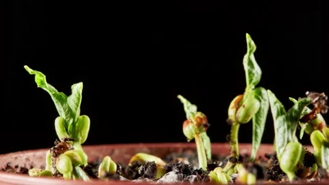 Mung beans germination on black background Stock Footage 167505839