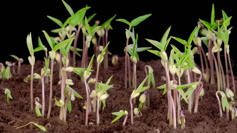 Mung Beans Germination on Black Background Stock Footage 320470679