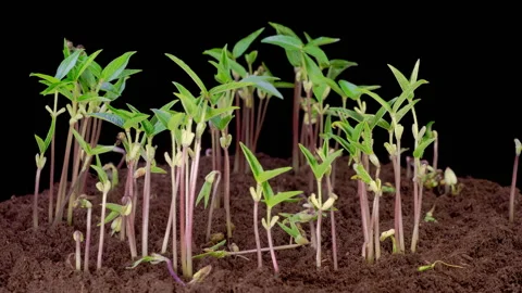 Mung Beans Germination on Black Background Stock Footage 321355160
