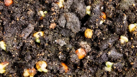 Mung beans germination Stock Footage 128274875