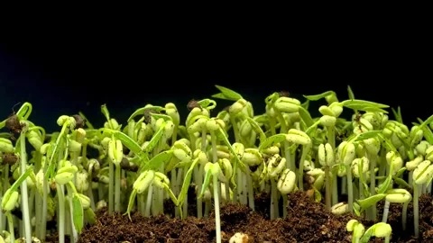 Mung beans rapid growth time-lapse shows healthy sprouts emerging from rich soil Stock Footage 340951355