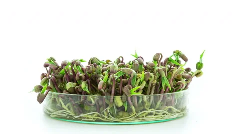 Mung beans sprouting timelapse Stock Footage 48878759