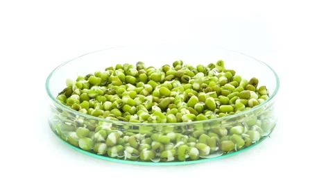 Mung beans sprouting timelapse Stock Footage 48883278