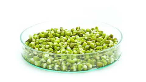 Mung beans sprouting timelapse Stock Footage 48883896