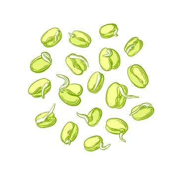 Mung sprouts. Simple sprouting seed drawing Vector Stock Illustration