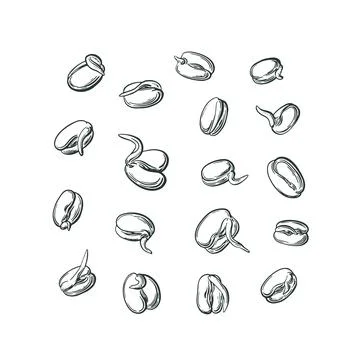 Mung sprouts. Vector set of graphic bean. Vegan Stock Illustration