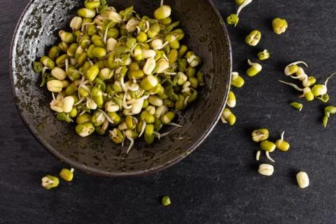 Mungo bean sprouts on grey stone Stock Photos