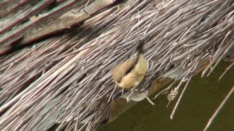 MUNIA BIRD 스톡 동영상 11911064