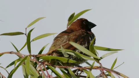 Munia Bird Male Close Up on Tree Stock Footage