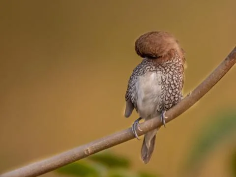 Munia with blur background Foto stock
