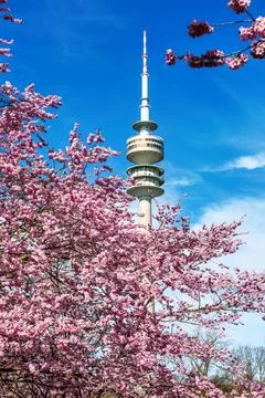 Munich, Germany - Apr 05, 2026: Cherry blossoms in Munich in Germany. Pink ch Stock Photos