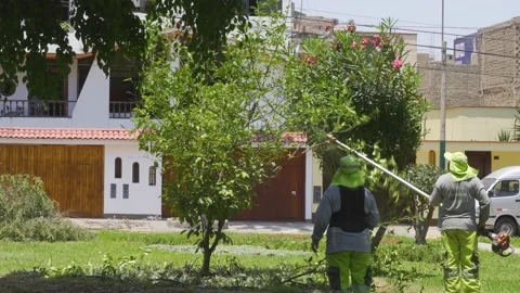 Municipal gardeners pruning a tree with a long saw 스톡 동영상 150666035