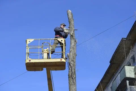 Municipal worker cutting dead standing tree with chainsaw using truck-mount.. Stock Photos