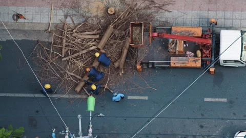 Municipal workers clearing fallen tree from street Stock-Footage 338000409