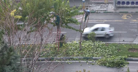 Municipal workers pruning roadside trees amid fallen leaves in city median Stock Footage 320462212